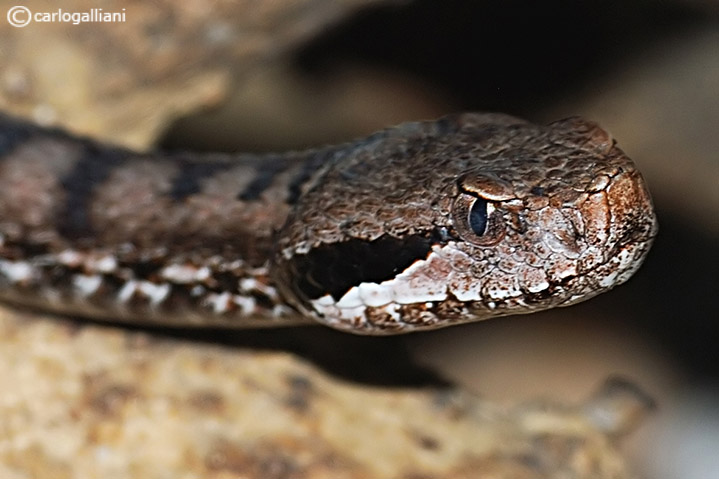 Vipera